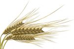 Realistic Wheat Spike